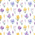 Watercolor seamless pattern with yellow, violet and white crocuses.