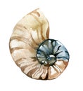 Watercolor seashell Royalty Free Stock Photo
