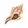 Watercolor seashell illustration isolated on a white background. Royalty Free Stock Photo