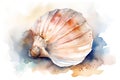 Watercolor seashell isolated on white background. Hand drawn illustration.