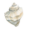 Watercolor seashell isolated white background. Hand painted realistic sea shell illustration Royalty Free Stock Photo