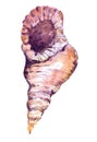 Watercolor seashell over white Royalty Free Stock Photo