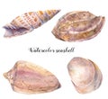 Watercolor seashell set. Hand painted underwater tropical animal illustration isolated on white background. For design