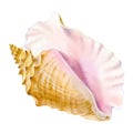 Watercolor  seashell on white background for your menu or design Royalty Free Stock Photo