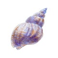 Watercolor  seashell on white background for your menu or design Royalty Free Stock Photo