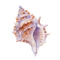 Watercolor  seashell on white background for your menu or design Royalty Free Stock Photo