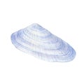 Watercolor  seashell on white background for your menu or design Royalty Free Stock Photo