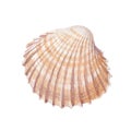 Watercolor  seashell on white background for your menu or design Royalty Free Stock Photo