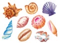 Watercolor seashells illustration, various seashells isolated on white background