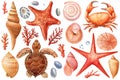 Watercolor seashells set isolated background. Hand drawn illustration. Turtle, sea shell, starfish, crab for design. Royalty Free Stock Photo