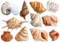 Watercolor seashells set isolated white background. Hand drawn illustration. Collection realistic sea shell for design. Royalty Free Stock Photo