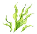 Watercolor seaweed bush. Transparent green sea plant isolated on white. Realistic botanical illustrations collection