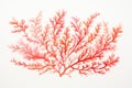 Watercolor seaweed. Hand drawn coral illustration isolated on white background, Living Coral watercolor illustration on white