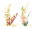 Watercolor seaweed set with laminaria branches. Hand painted underwater floral illustration with algae leaves and coral