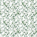 Watercolor seeded eucalyptus big seamless pattern. Hand painted eucalyptus branch and leaves isolated on white