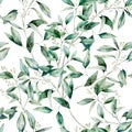 Watercolor seeded eucalyptus seamless pattern. Hand painted eucalyptus branch and leaves isolated on white background Royalty Free Stock Photo