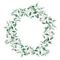 Watercolor seeded eucalyptus wreath. Hand painted eucalyptus branch and leaves isolated on white background. Floral