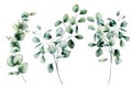 Watercolor seeded and silver dollar eucalyptus set. Hand painted eucalyptus branch and leaves isolated on white Royalty Free Stock Photo