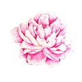 Watercolor separate pink blooming peony