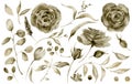 Watercolor sepia rose set. Hand painted flowers and berries with eucalyptus leaves and branch isolated on white
