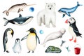 Watercolor set of animals of the Arctic and Antarctic isolated on white background. Hand painted realistic ocean mammal Royalty Free Stock Photo