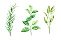 Watercolor set of aromatic herbs. Illustrations of fresh rosemary, mint, sage isolated on background. Detail of beauty