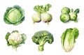 Watercolor set of assorted cabbages isolated on white background