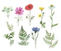Wildflowers collection. Watercolor hand drawn wild flowers and herbs illustration, isolated on white background. Cornflower, poppy