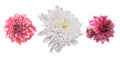 Watercolor set of asters on a white background. Asters red, white and burgundy flowers
