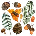 Watercolor set of autumn forest elements. Cones, branches of a Christmas tree hand-drawn acorns.