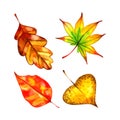 Watercolor set of autumn leaves. Perfect for greeting cards, wedding invitations, packaging design and decorations. Royalty Free Stock Photo