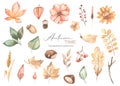 Watercolor set autumn time with autumn leaves, berries, flowers, branches, acorns, chestnuts