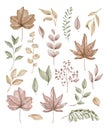 Watercolor set with autumn varied leaves and plants