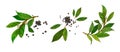 Watercolor set bay leaf and black pepper. Botanical hand drawn illustration, laurel herbs object isolated on white