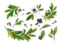 Watercolor set bay leaf and black pepper. Botanical hand drawn illustration, laurel herbs object isolated on white