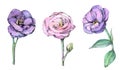 Watercolor set of beautiful eustoma flowers.