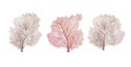 Watercolor set of beige coral. Isolated of white background Royalty Free Stock Photo