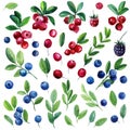 Watercolor set of berries, leaves, branches. Blueberries, lingonberries, and cranberries, isolated white background Royalty Free Stock Photo