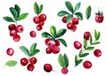 Watercolor set of berries, leaves, branches. lingonberries and cranberries, isolated white background Royalty Free Stock Photo