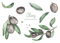 Watercolor set with black olives, leaves, fruit, berry, branches. Wedding design, for invitations