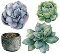Watercolor set with blue and green succulent with pot. Hand painted flowers and pot isolated on white background