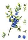 Watercolor set of blueberry branch and leaves for congratulations