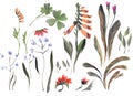 Watercolor set of botanic floral blooming natural elements. Wild flowers, twigs and leaves. Botanical bright classic collection