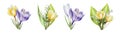 Watercolor set of bouquets of yellow, white and purple blooming crocuses and lily of the valley flowers isolated on Royalty Free Stock Photo