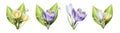 Watercolor set of bouquets of yellow, white and purple blooming crocuses and lily of the valley flowers isolated on Royalty Free Stock Photo