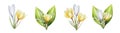 Watercolor set of bouquets of yellow, white and purple blooming crocuses and lily of the valley flowers isolated on Royalty Free Stock Photo