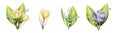 Watercolor set of bouquets of yellow, white and purple blooming crocuses and lily of the valley flowers isolated on Royalty Free Stock Photo