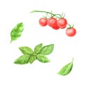 Watercolor set of branch cherry tomato vegetable and green fresh basil leaf isolated on white Royalty Free Stock Photo