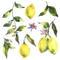 Watercolor set of branch fresh citrus fruit lemon, green leaves and flowers Royalty Free Stock Photo