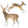 Watercolor set of a brown stag stands and a female deer jumps. Splashes sketch of wild forest north animals